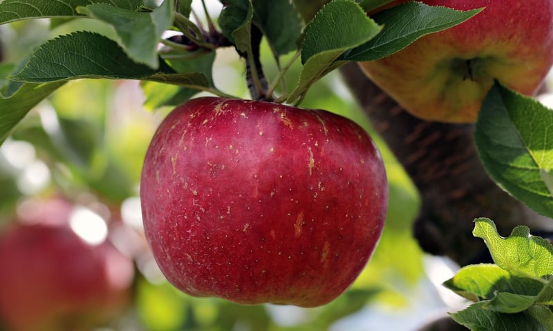 Fruit Trees for Urban Areas